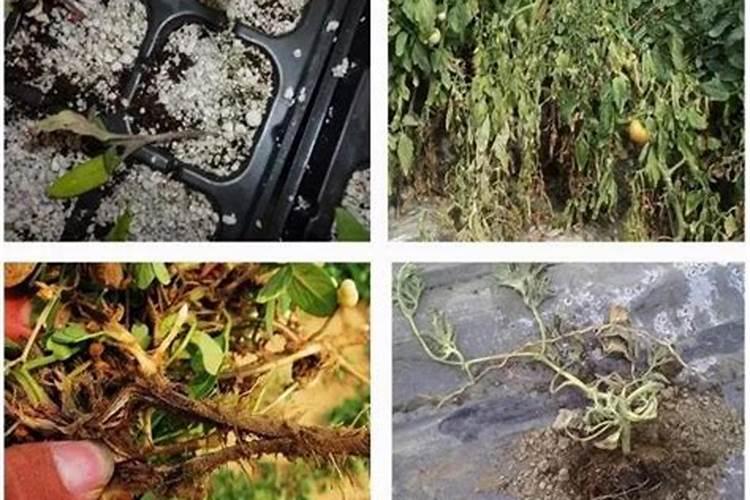 在大葱种植过程中出现烂根现象,具体是什么原因呢？