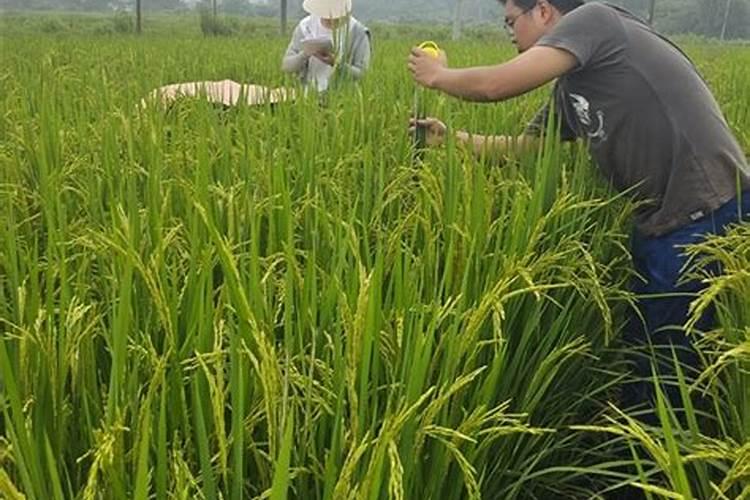干旱盐碱地适合种什么果树,干旱盐碱地适合种哪些树苗