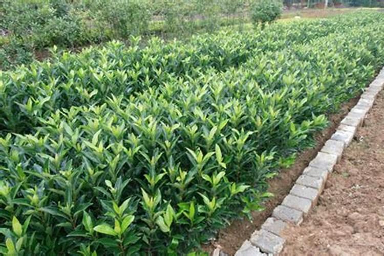 法国冬青种植方法