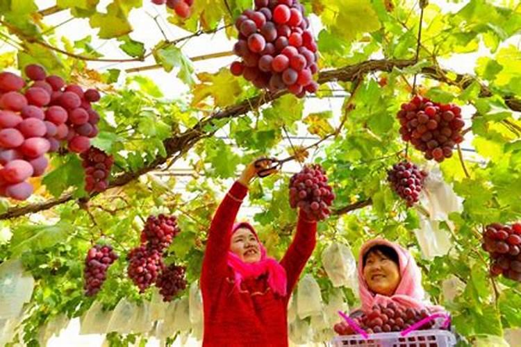 氨基酸叶面肥果树涂杆枝术怎么操作？