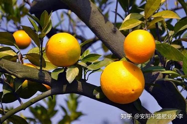 晚熟油桃哪个品种好