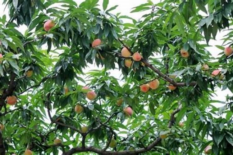 桃树虽是“铁杆庄稼”,管理不好照样衰老,怎样样才可以延长盛果期？