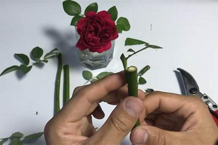 月季花怎么嫁接？