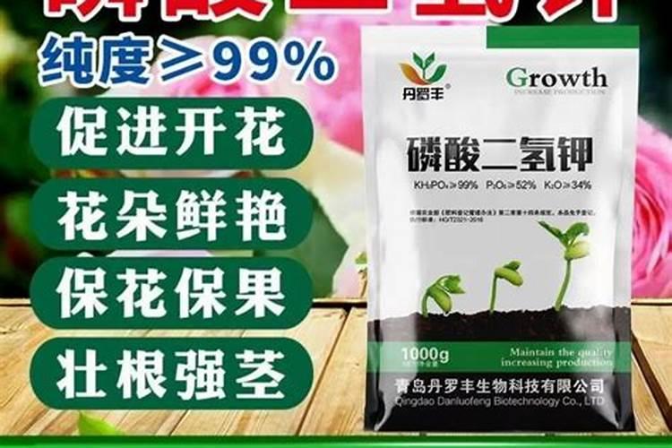 为什么我的紫罗兰的叶子总是发黄