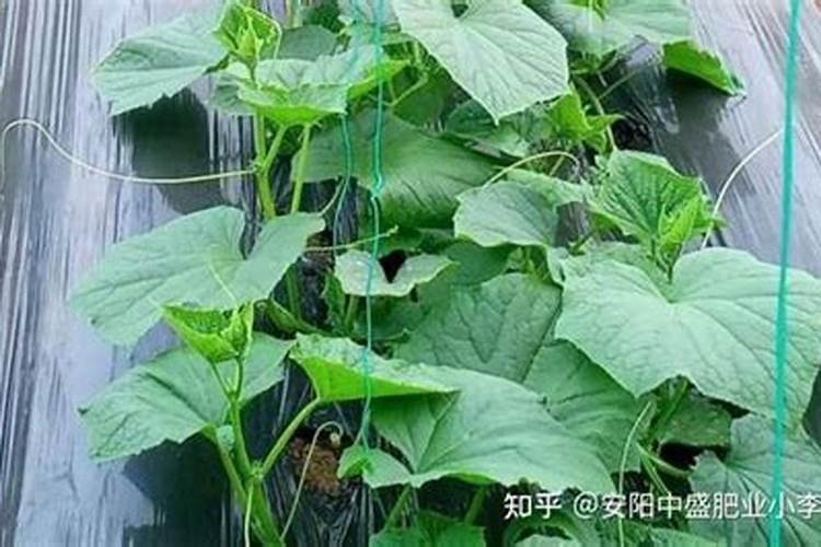 橡皮树用什么肥料好,橡皮树怎么养长得快