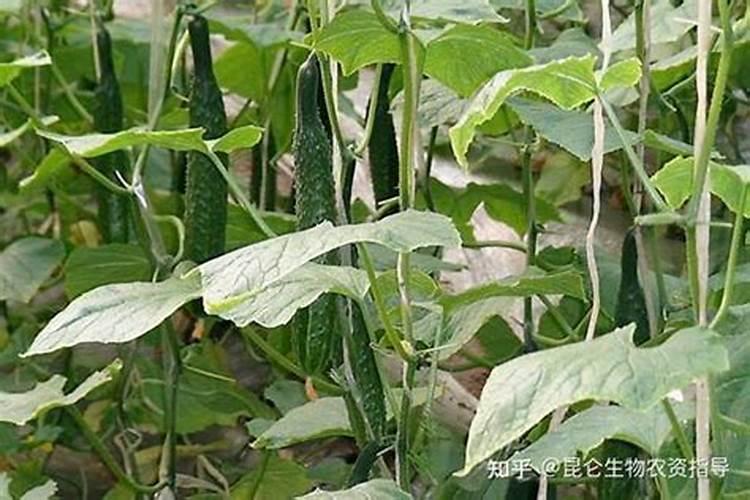 鱼蛋白肥料的使用技巧