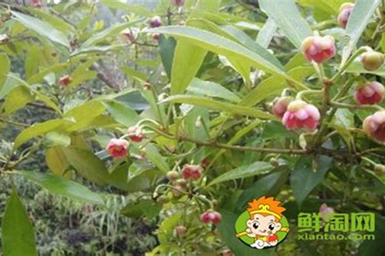 八角的种植方法是什么