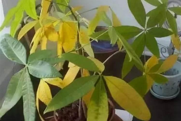玉米上,锌肥和硼肥能不能配一起使用？玉米花期可以吗？