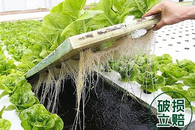 水培蔬菜用什么肥料？
