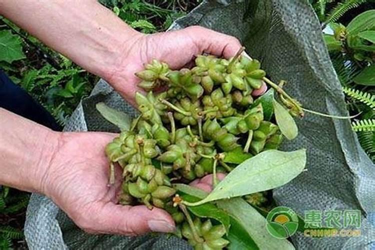 盆栽火龙果如何施肥来年结果吃不完