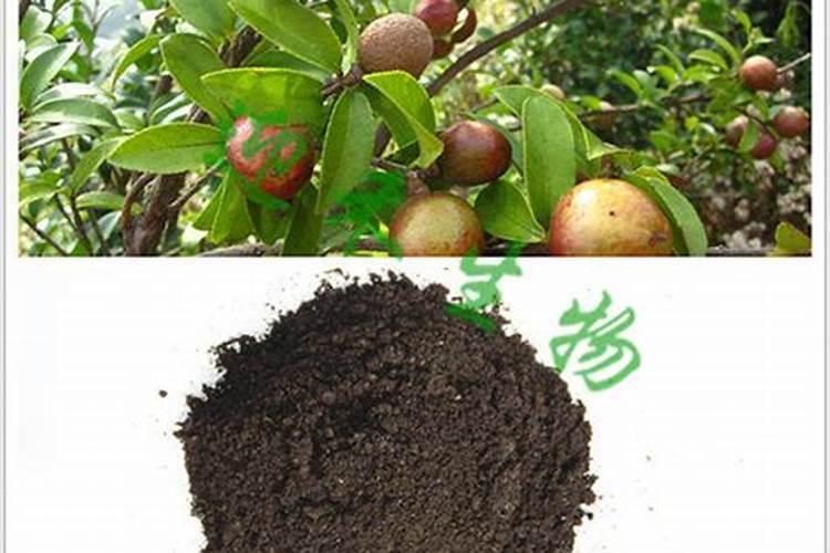 什么时候给油茶施肥最好？