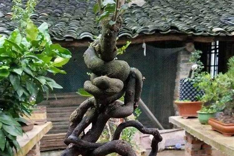 金弹子开花时能打药吗