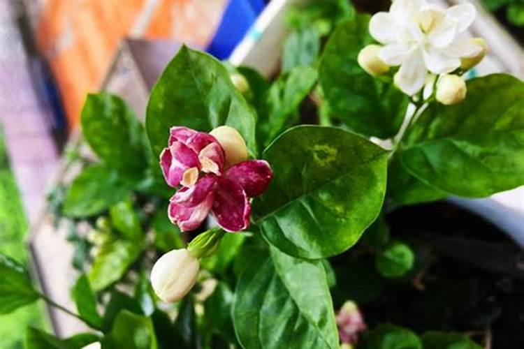 茉莉花施肥施多了怎么？