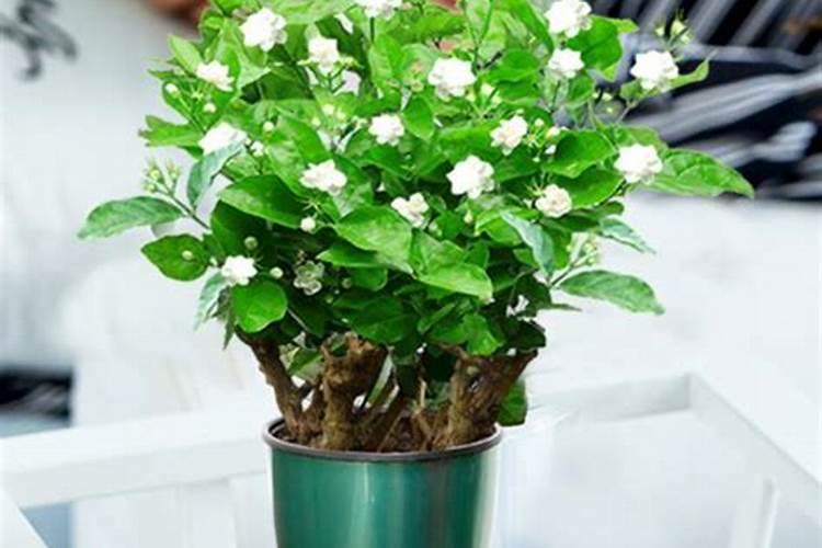 茉莉花施肥使得太多把小嫩芽都烧死了怎么办呀