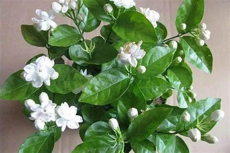 茉莉花叶子为什么裂口变黄？