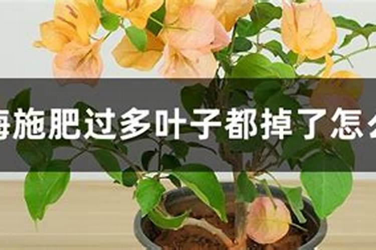 木槿花如何施肥那种肥料最好