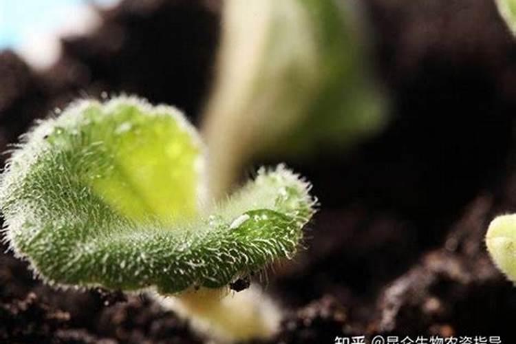 草莓开花前期用什么肥
