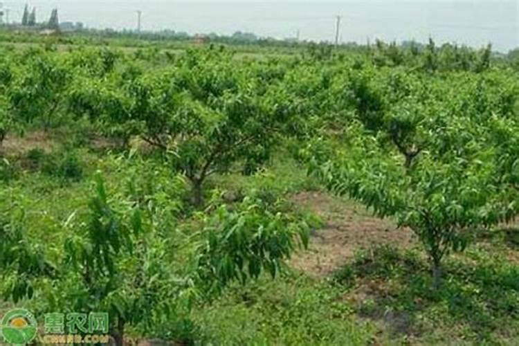 种植桃树要想高产,要着重注意管理中影响较大的哪“5怕”？