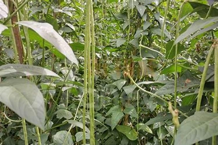 番茄追肥用什么肥料好？