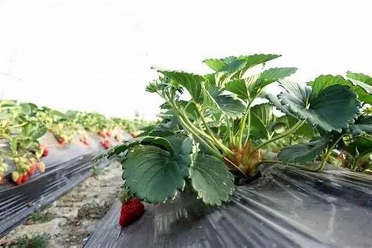 草莓适合施加什么样的肥料
