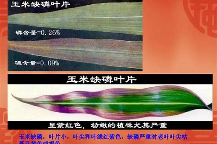 磷肥缺磷症状