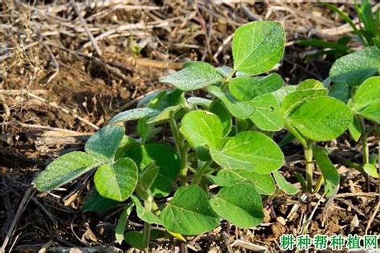 大豆专用肥最佳配方