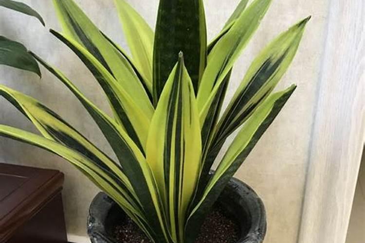 虎皮兰需要什么肥料？