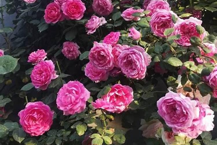 月季第一波花苞要剪吗 月季花花期如何施肥