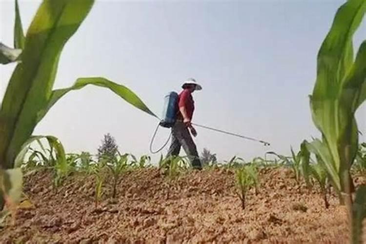 玉米防病用什么杀菌剂 关键时期是什么时候