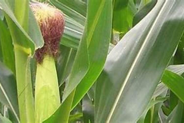 种植玉米什么时候打药玉米喷要方法