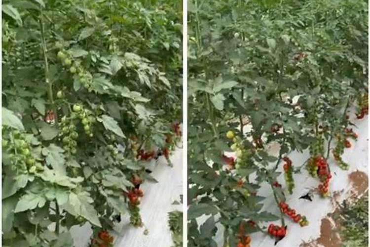 紫花苜蓿初期施什么肥料花卉百科