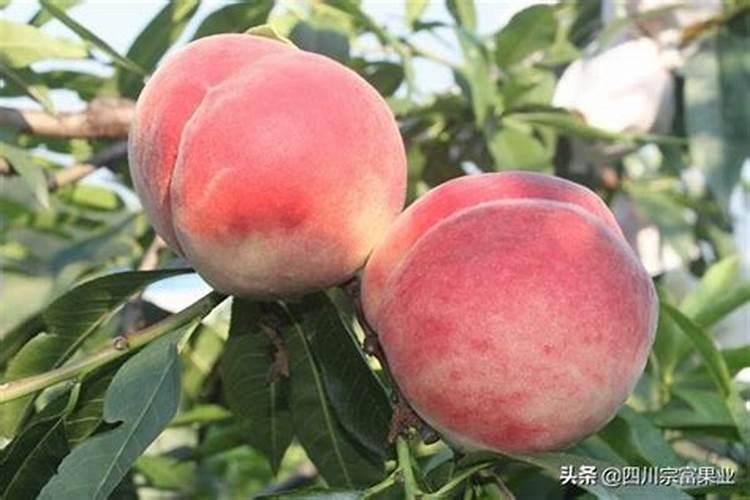 桃树用什么肥料最好