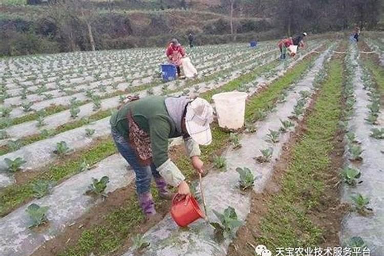 南瓜最好的肥料是什么？