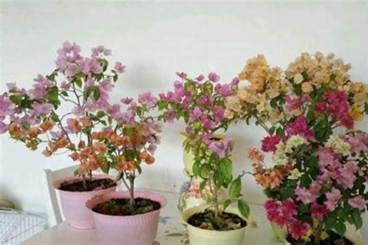 三角梅怎样浇水和施肥？