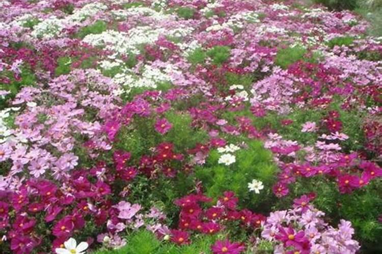 格桑花幼苗何时施肥