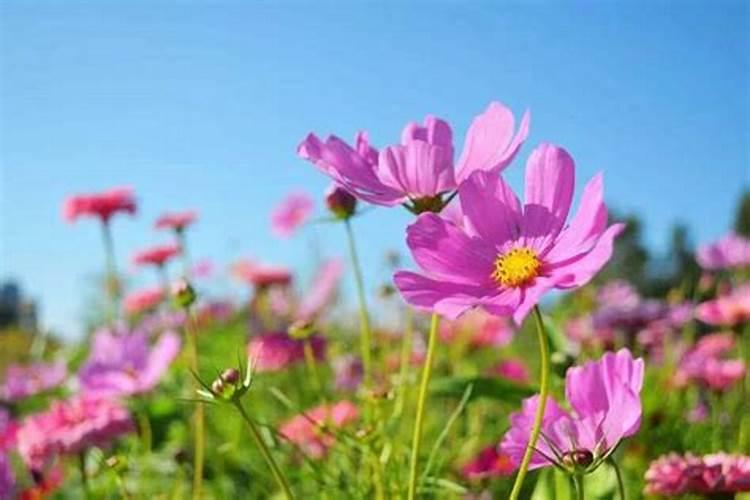 播种格桑花什么时候施肥