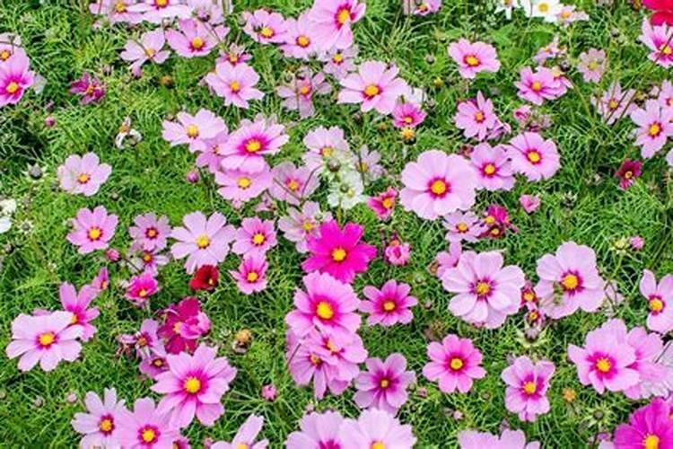 格桑花可以施复合肥吗