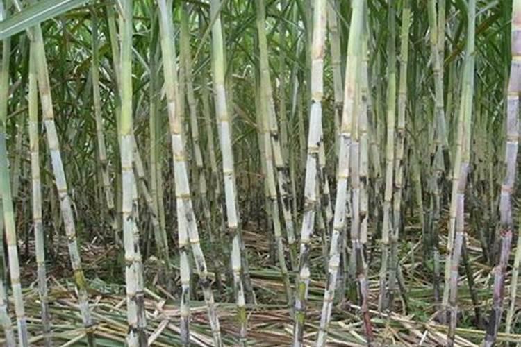 揭阳甘蔗用什么肥料好