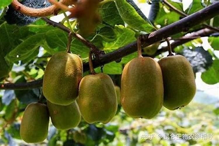 常见的氮肥、磷肥、钾肥、复合肥有哪些……