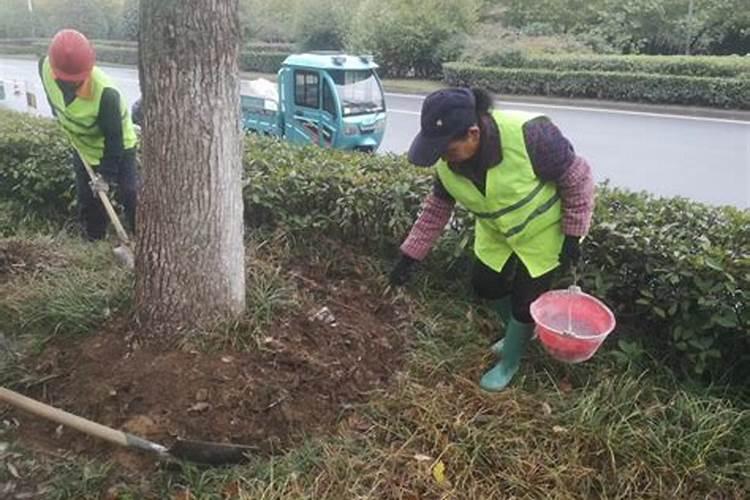 2一3月份沙糖桔果树该喷什么叶面肥？喜满地的平衡肥能补充这个时期的养分...