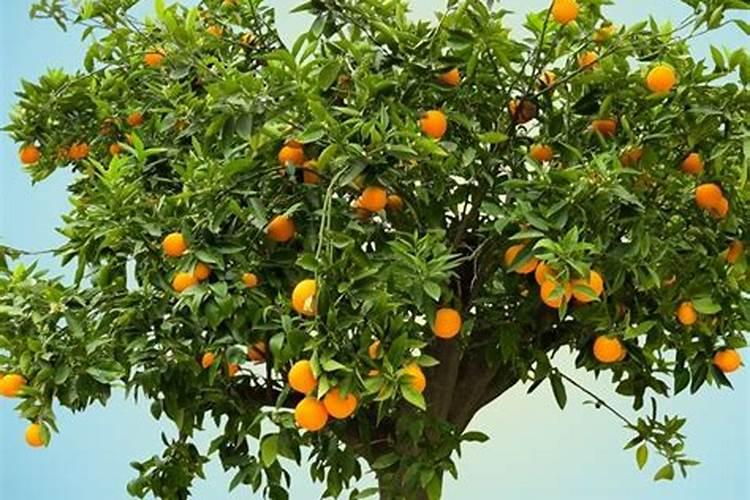 栀子花浇什么肥最好