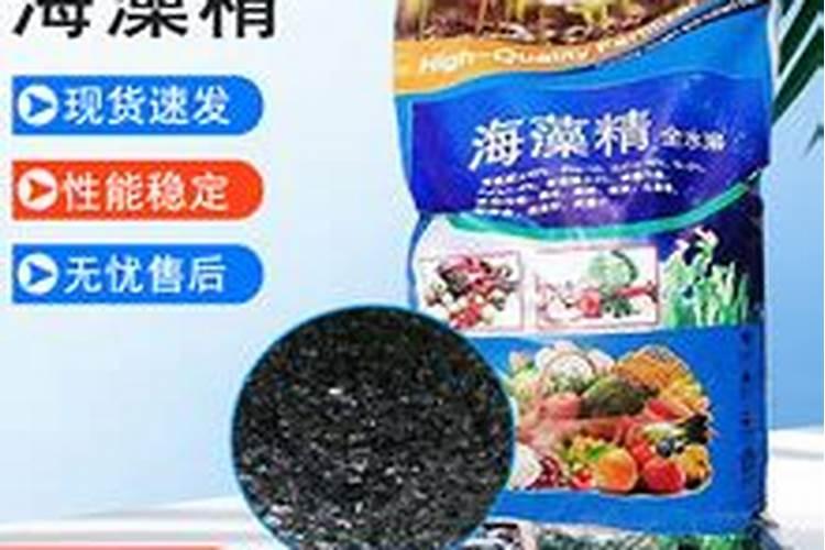 三年蓝莓苗移栽后多长时间能施肥