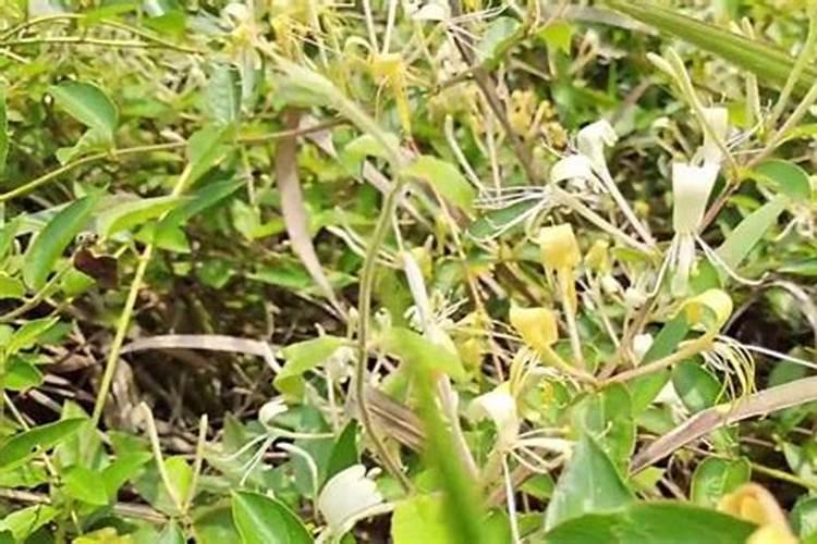金银花施什么肥料最好(金银花施什么肥长得最快产量高)