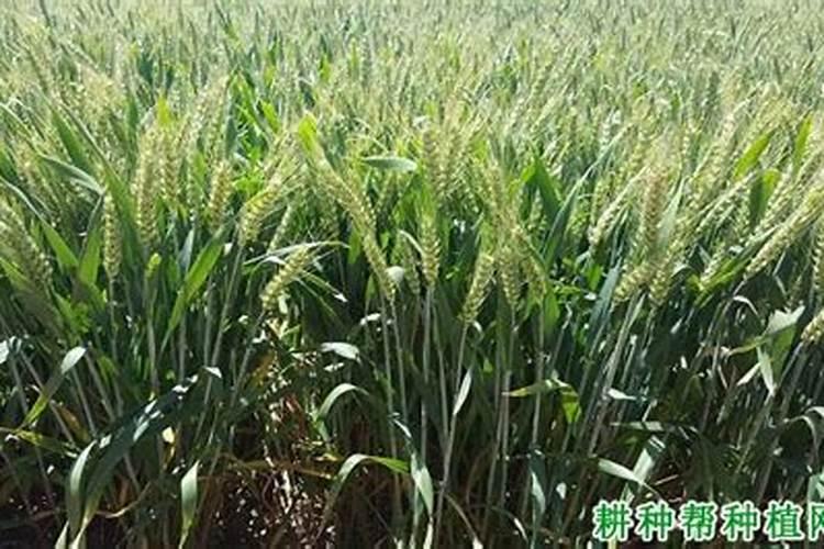 小麦浇水需几月份最适合？
