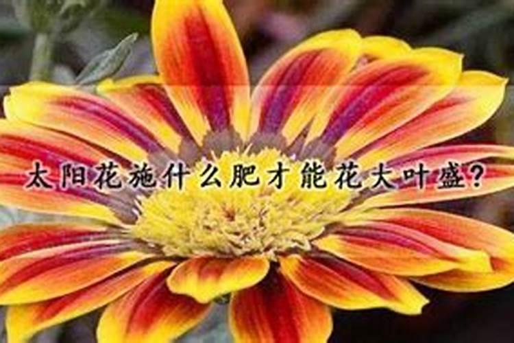草坪怎么用肥料