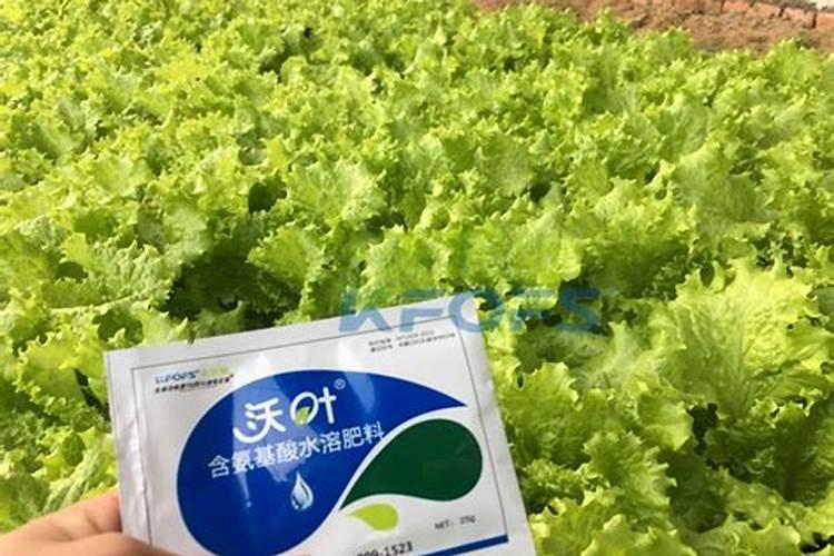 种植的草皮要多久浇一次肥料水
