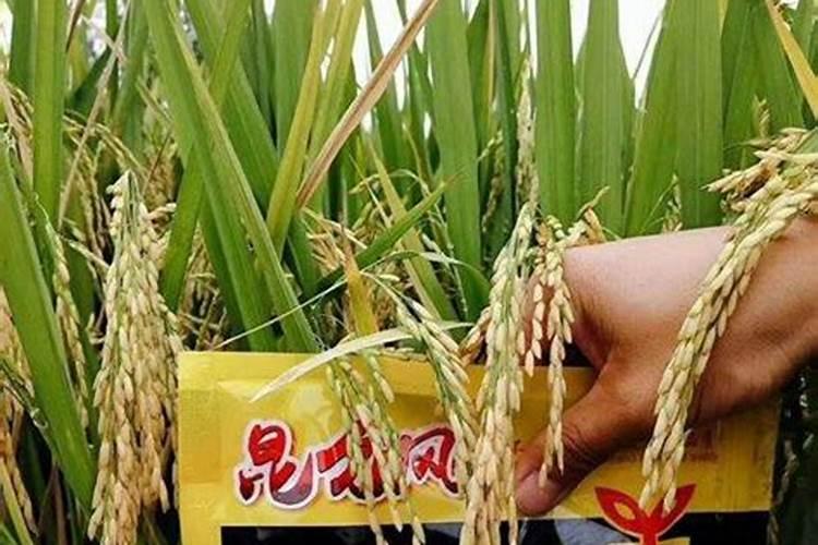 草坪打叶面肥剪完打还是不剪打好