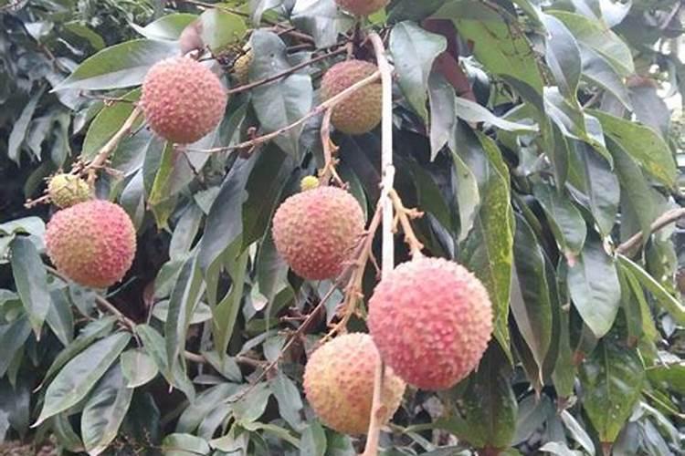 荔枝施什么肥料最好
