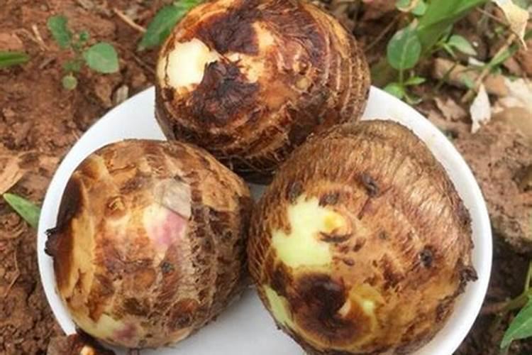 种植芋头需要用什么肥料最好