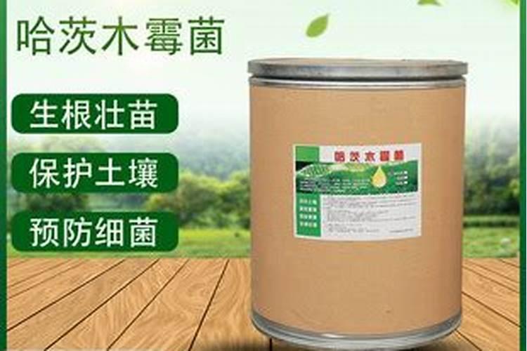 葡萄浆果成熟分几个阶段？